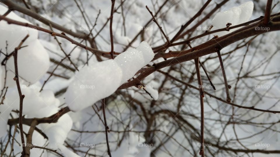 Fluffy snow piled up on a branch