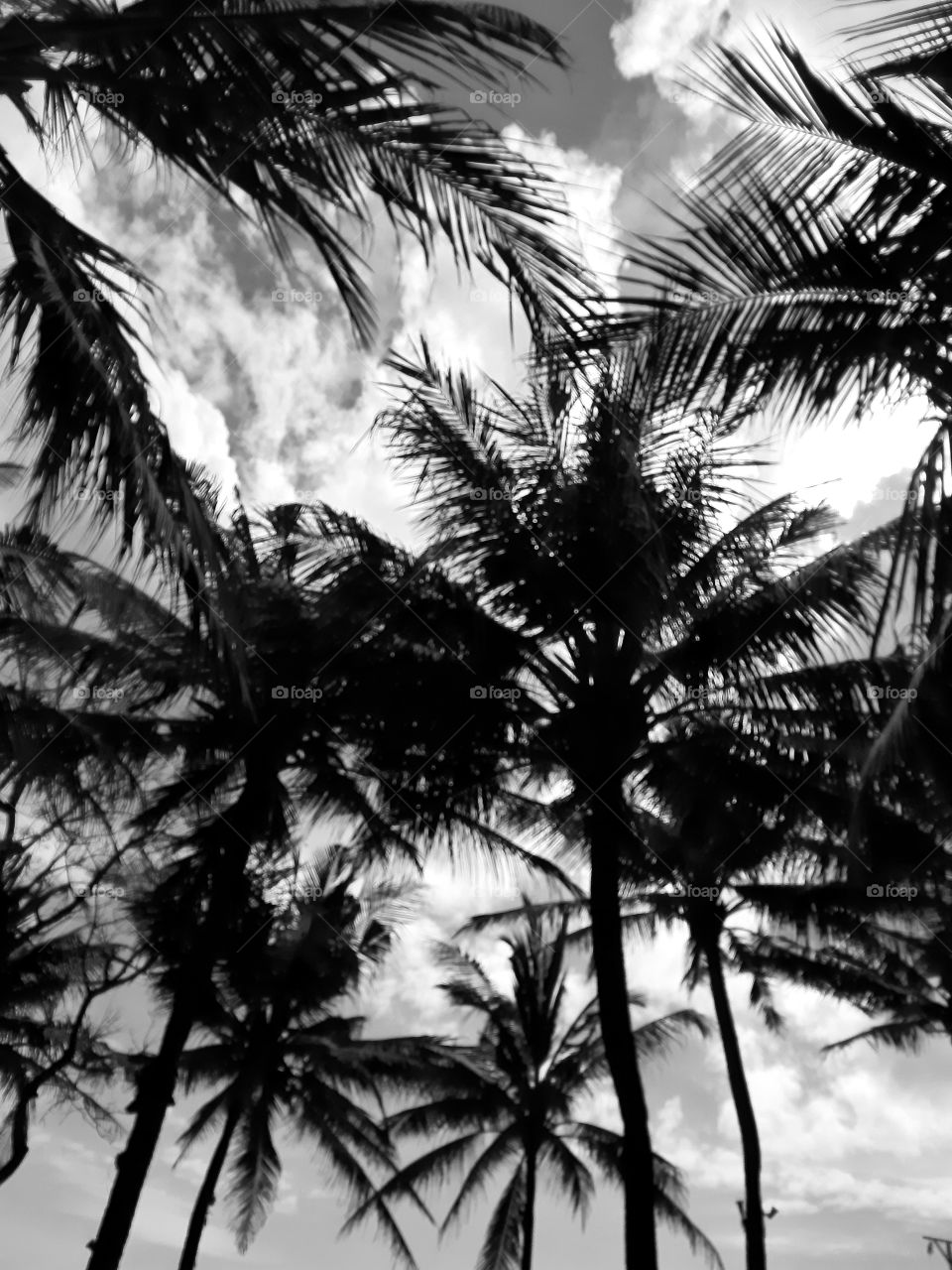 Monochrome style of coconut palm trees on the beach