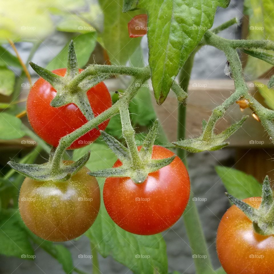 Tomaten -  Tomatoes