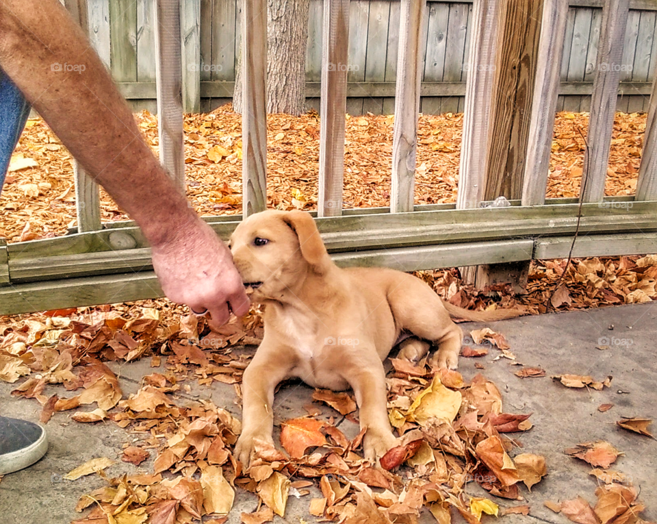 taking leaf out of puppy's mouth