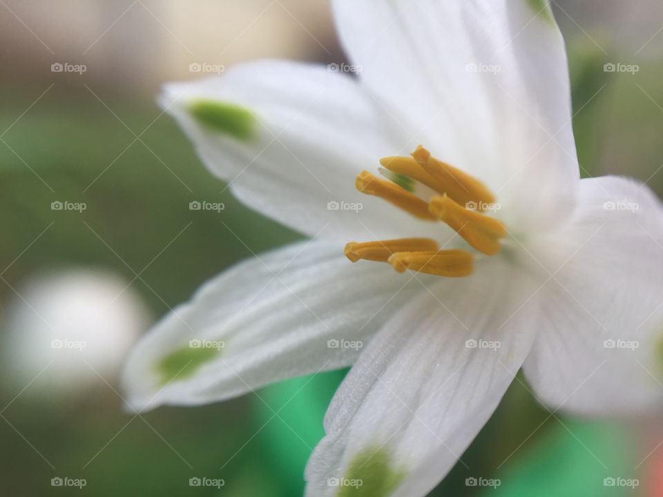 lily of the valley 