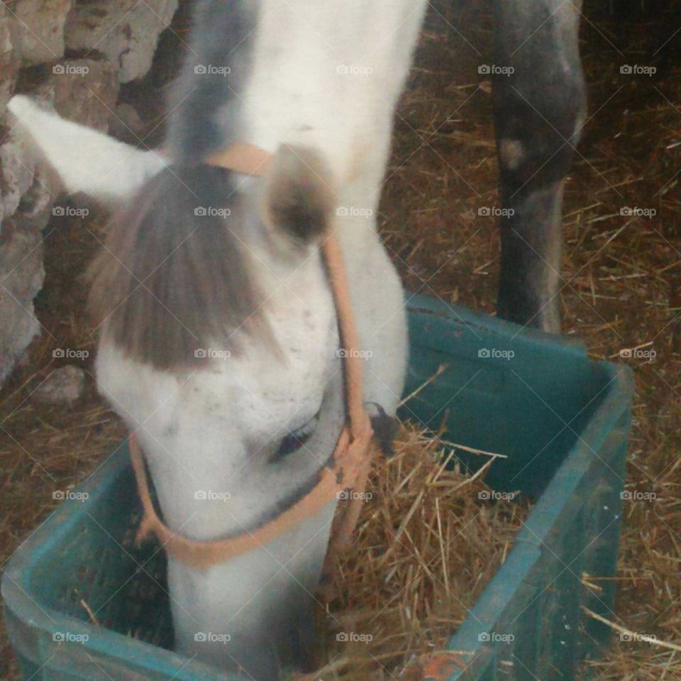 White Horse Eats Fortification