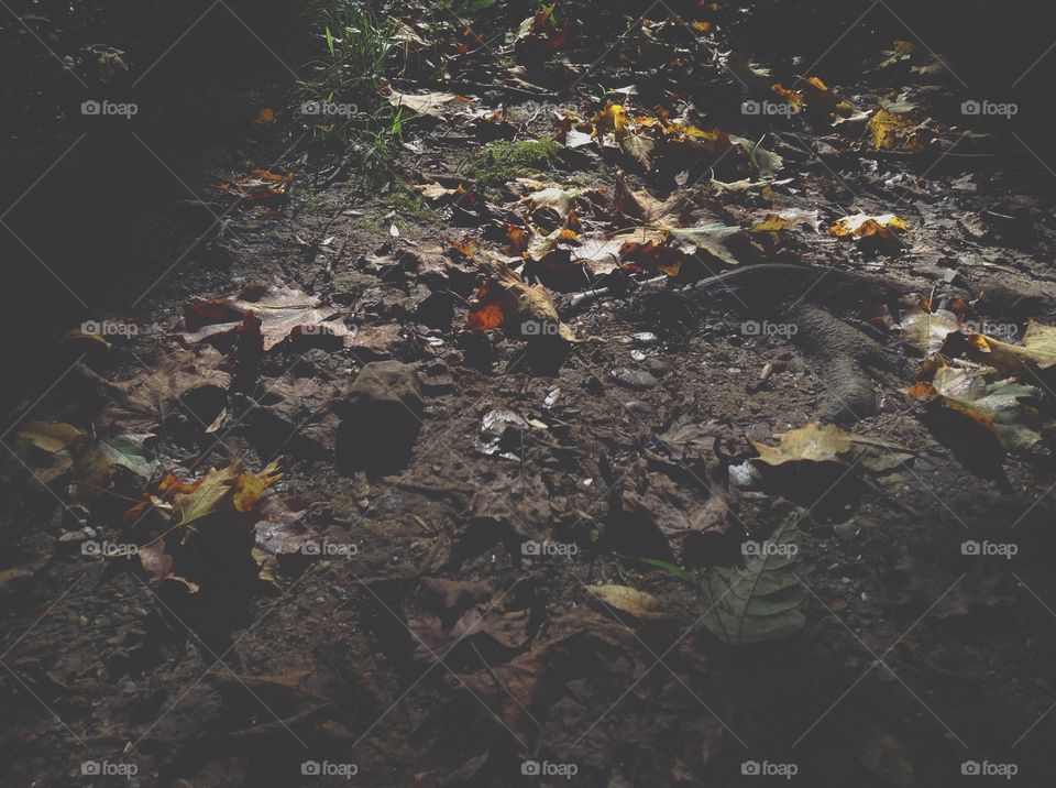 The ground in autumn 