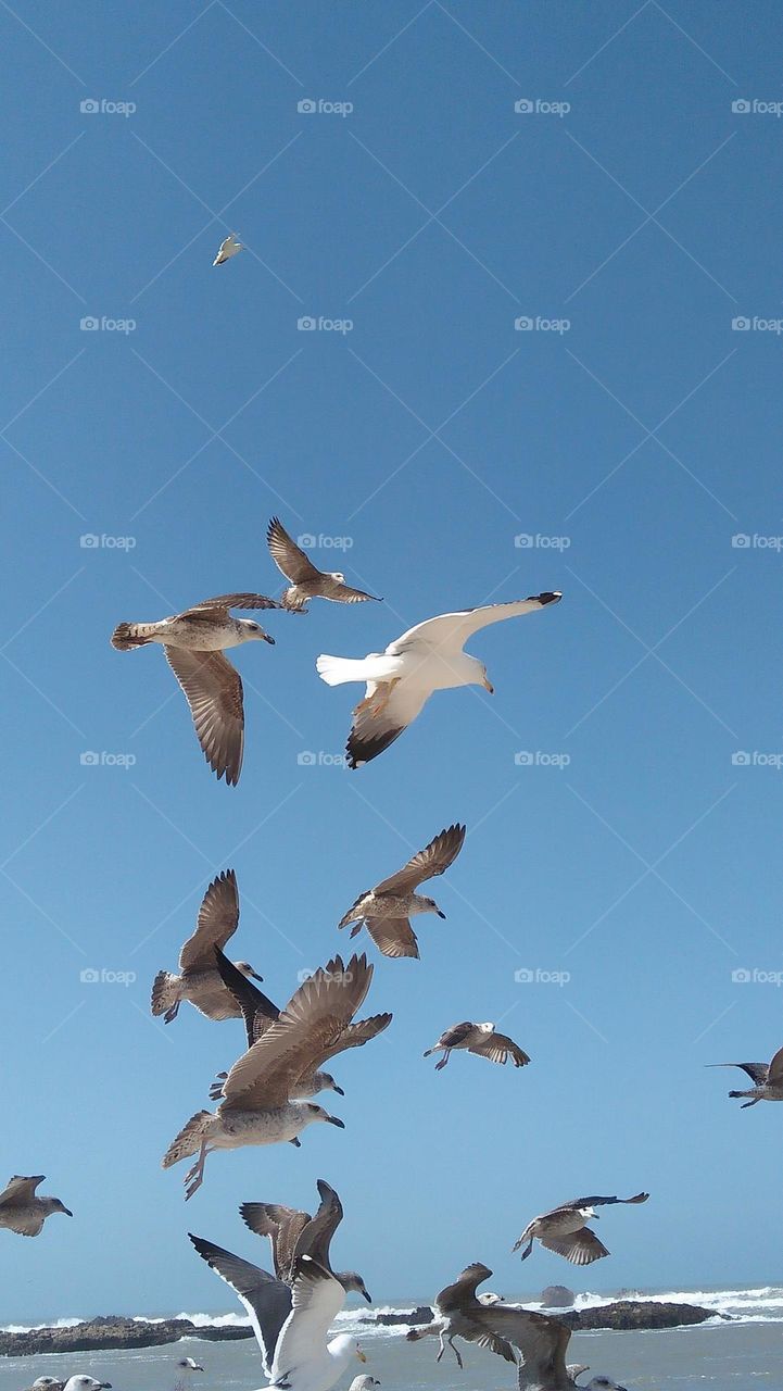 flock of seagulls in flyght '