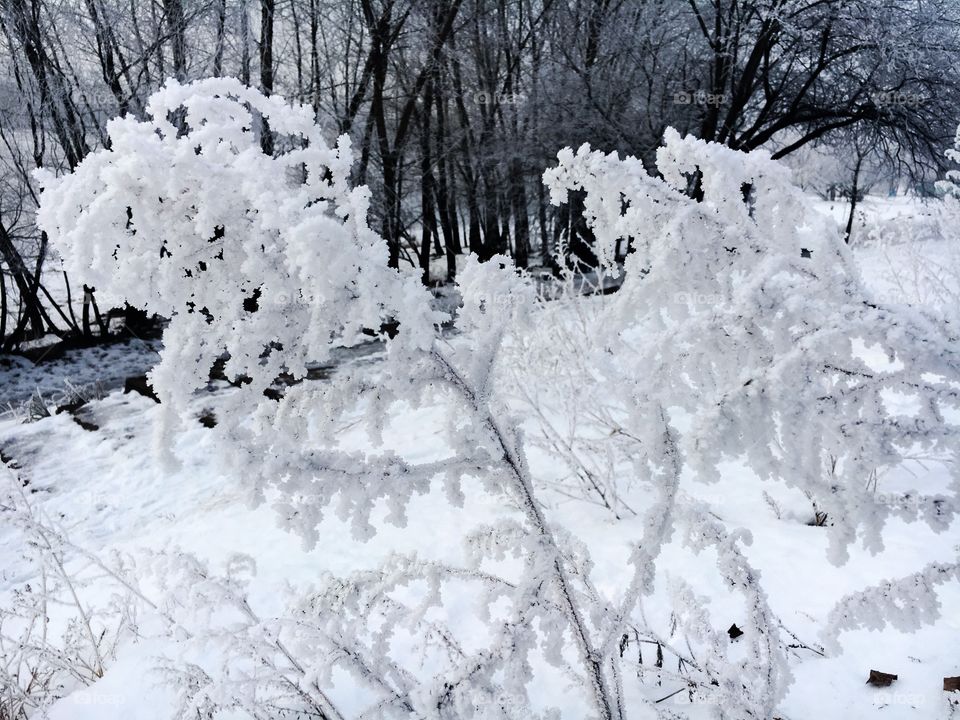 Winter forest 