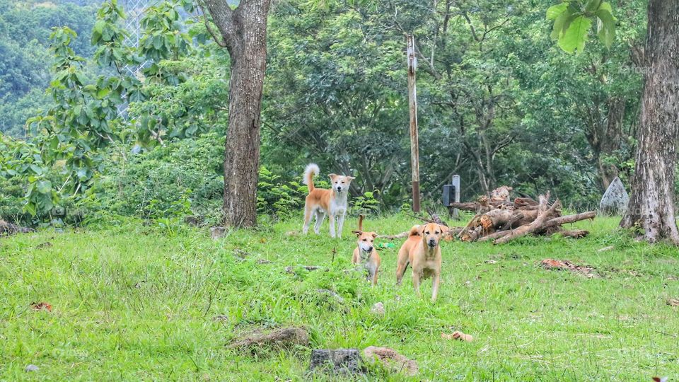 Groups of dogs playing in the park