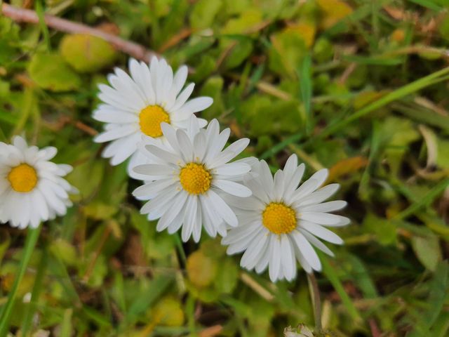 beautiful daisy