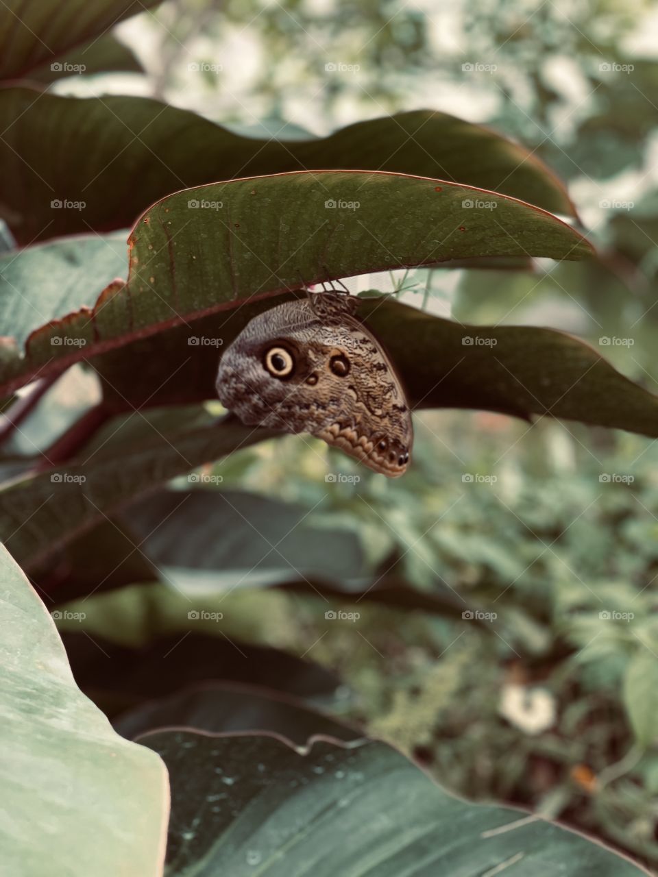 owl looking butterfly 