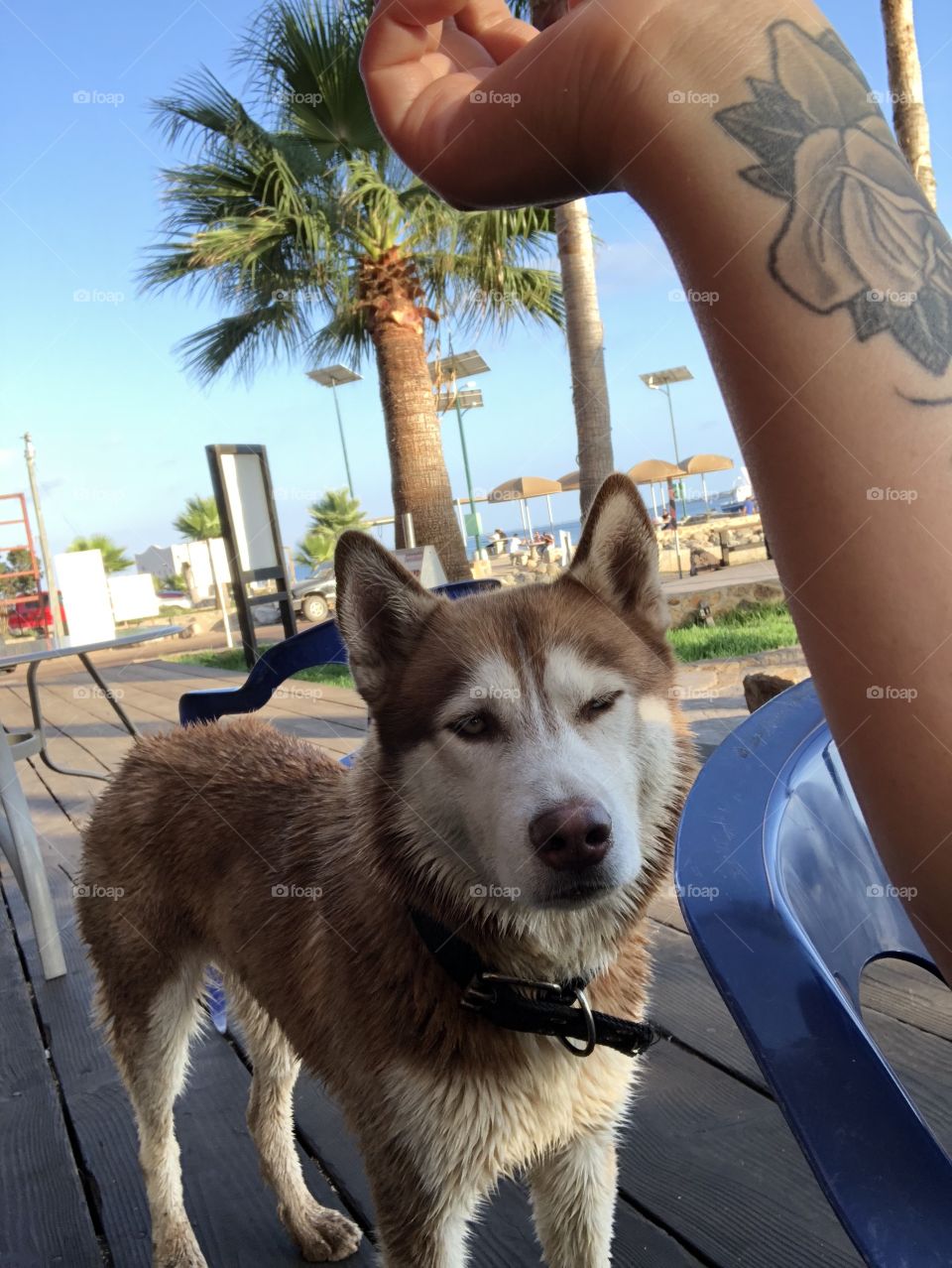 Keeping company. This beautiful husky kept going back and forth from our table at the restaurant to the beach. 