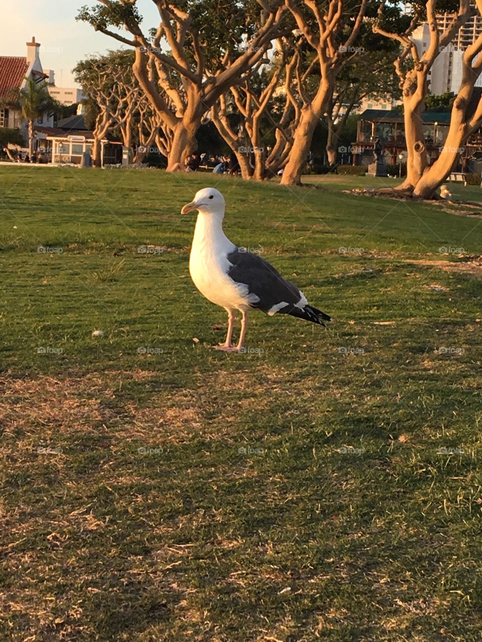 Seagull life