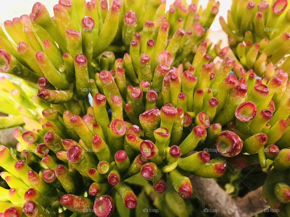 A different variety of cactus 