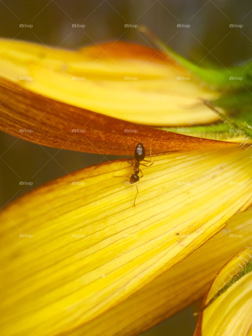 Sunflowers,insects 