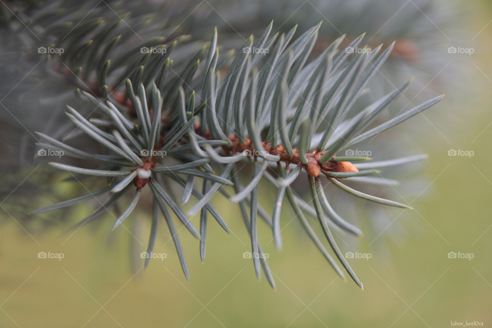 Beautiful tree