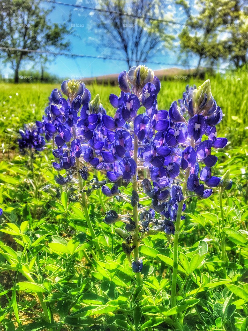 Texas bluebonnet 