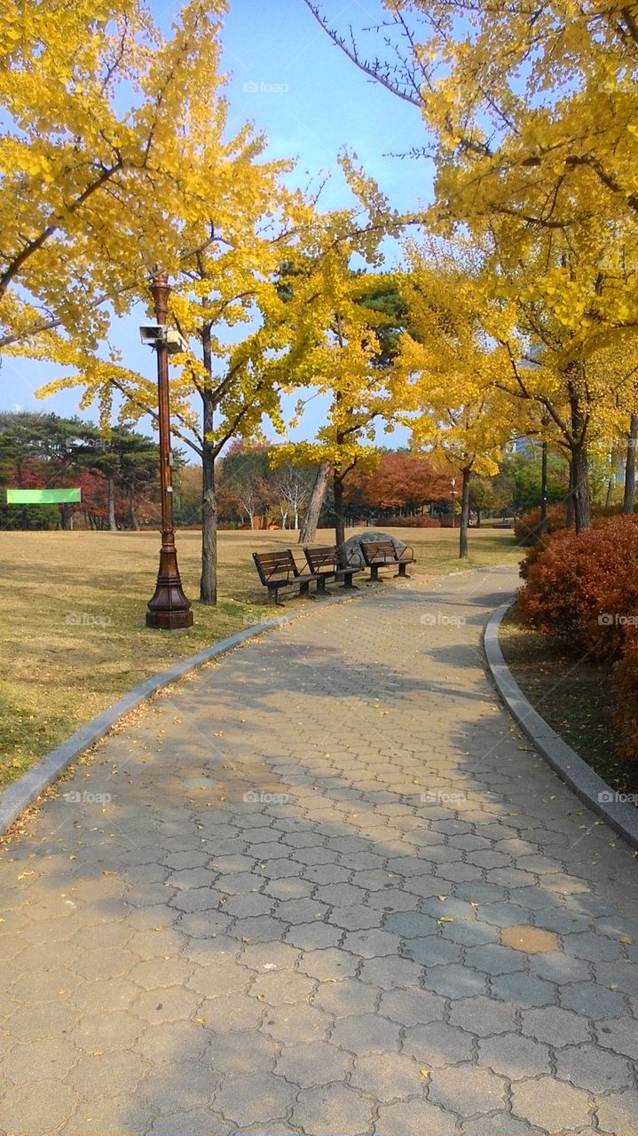 trees with yellow leaves in the city park