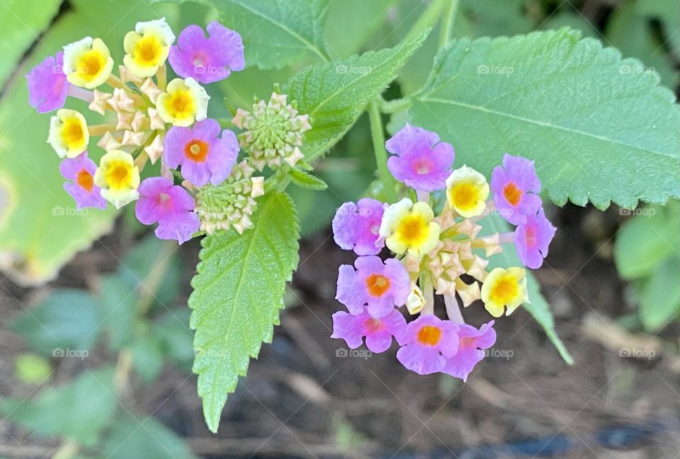 Beautiful colourful flowers 