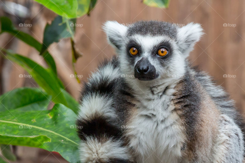 Portrait of lemur with beautiful orange colored eyes, animal 