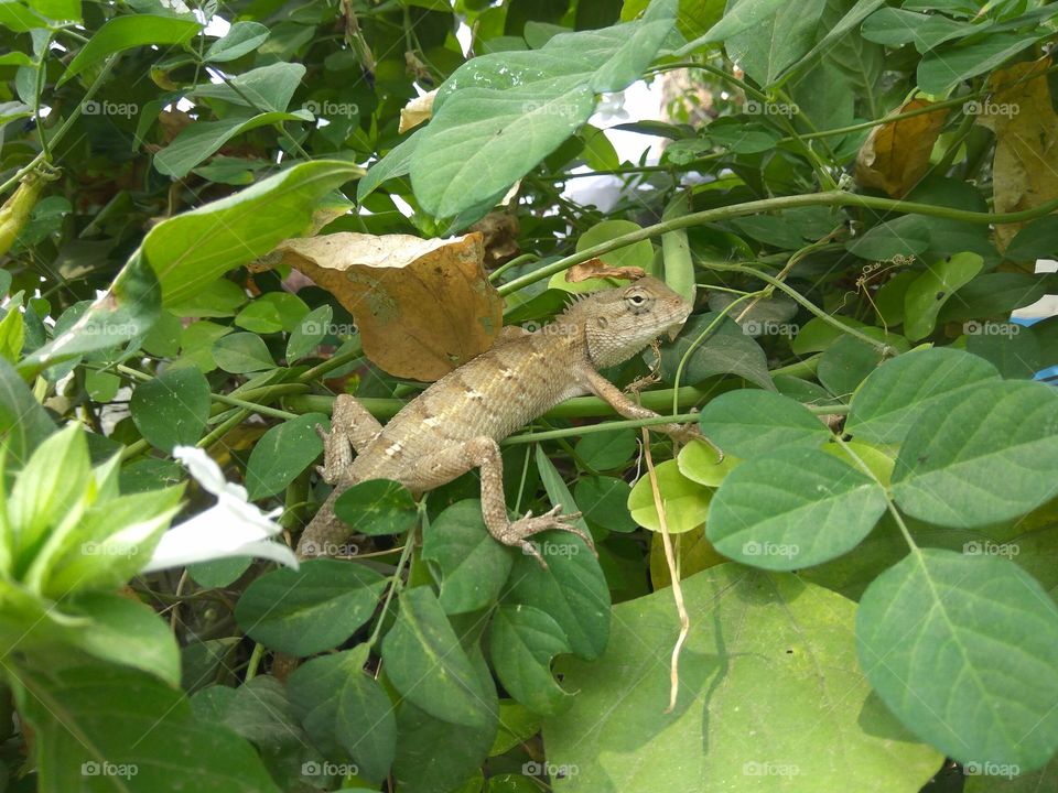 lizard