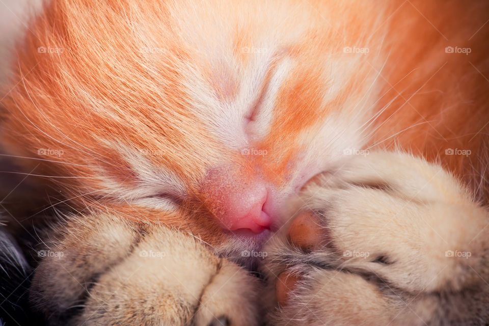 Newborn red tabby kitten with his mother cat