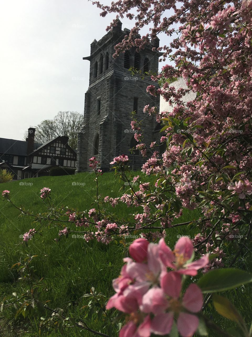 Blossoms in CT in early May