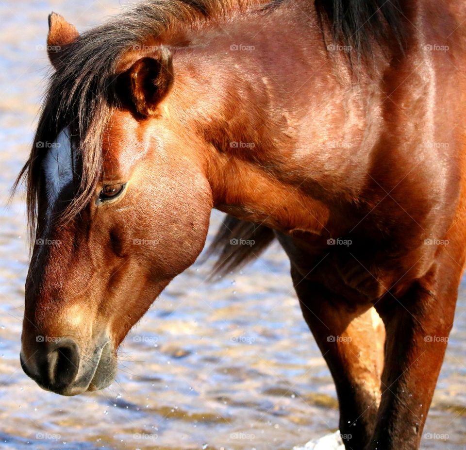 Salt River Wild Horse