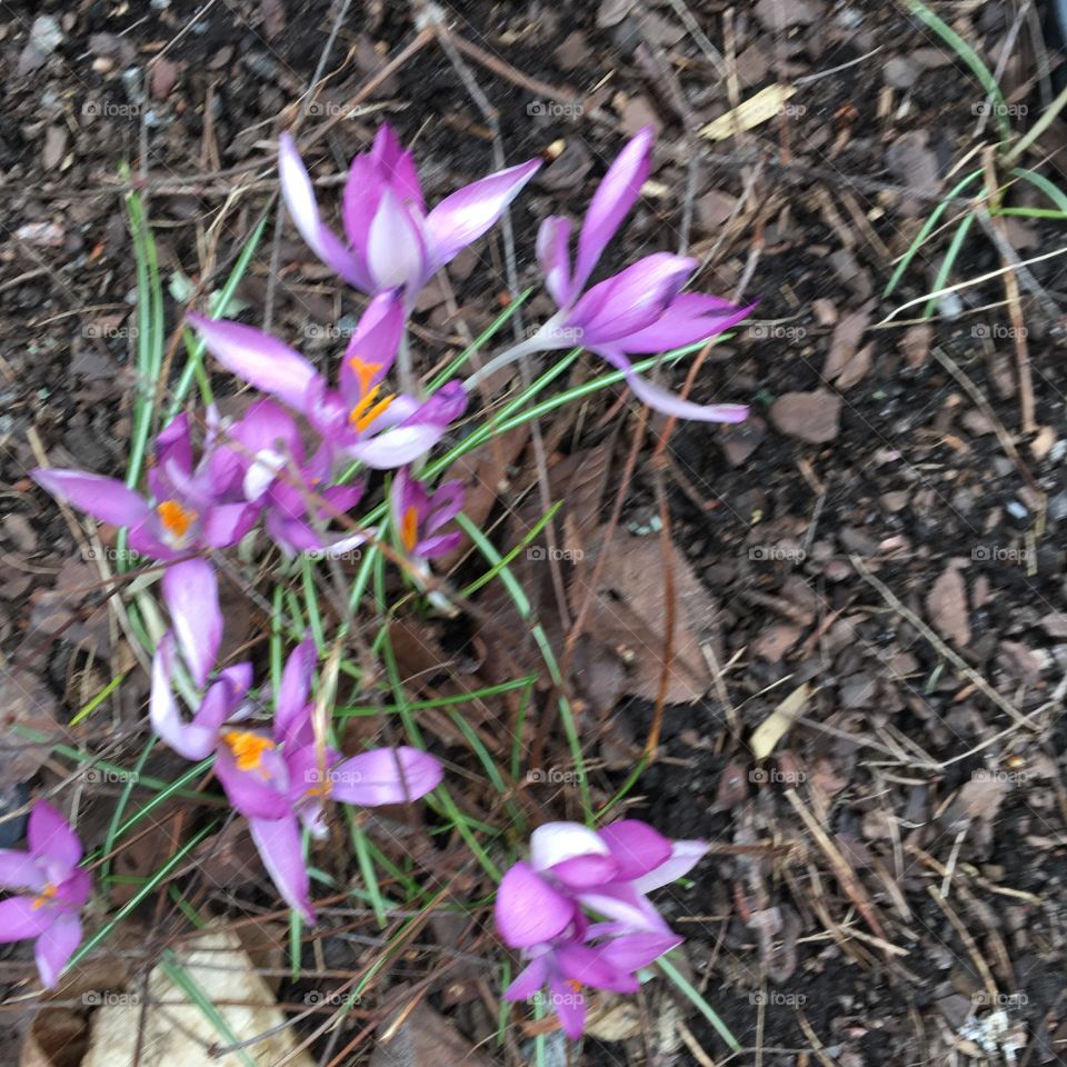 Crocus vernus/Vårkrokus