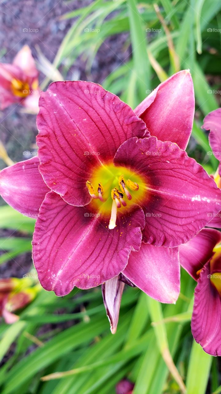 Daylily