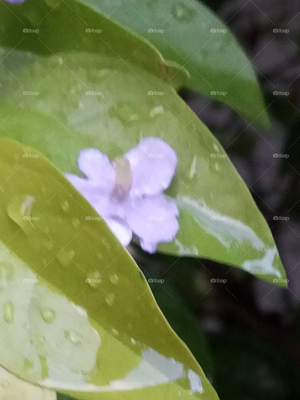 petal caught between