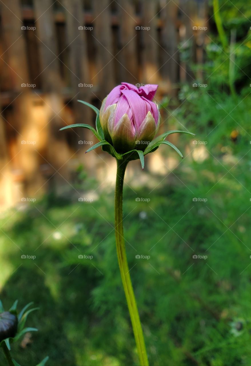 a Cosmos flower bud about to unfurl