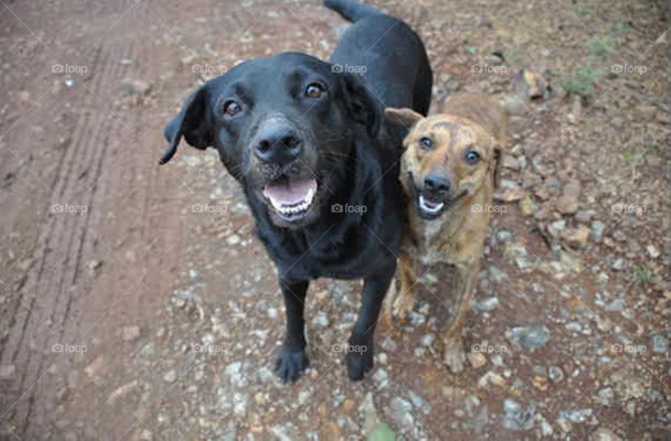 Amigos irreparáveis