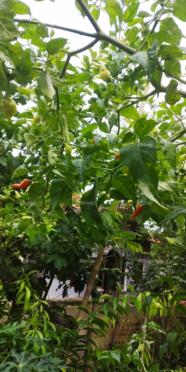 chili trees that bear heavy fruit