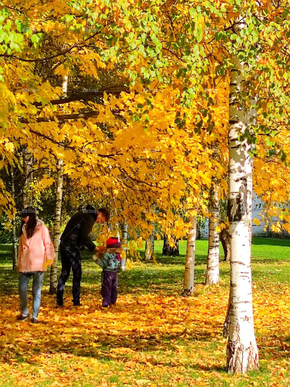 Autumn.  Young family on a walk in the park.  Mom, dad and little boy collect autumn leaves.