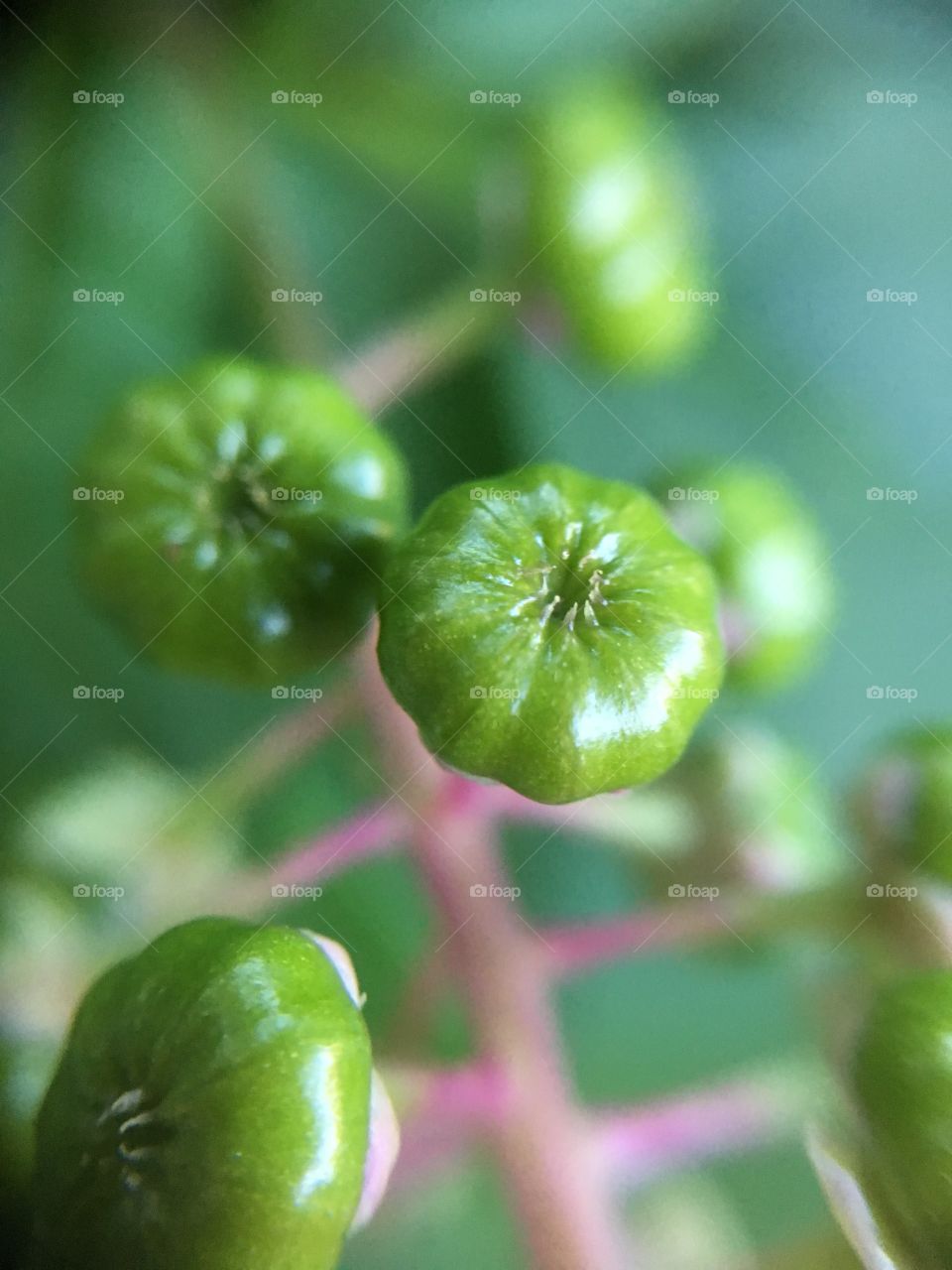 Green berries