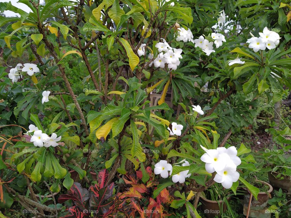 The Flower in house garden