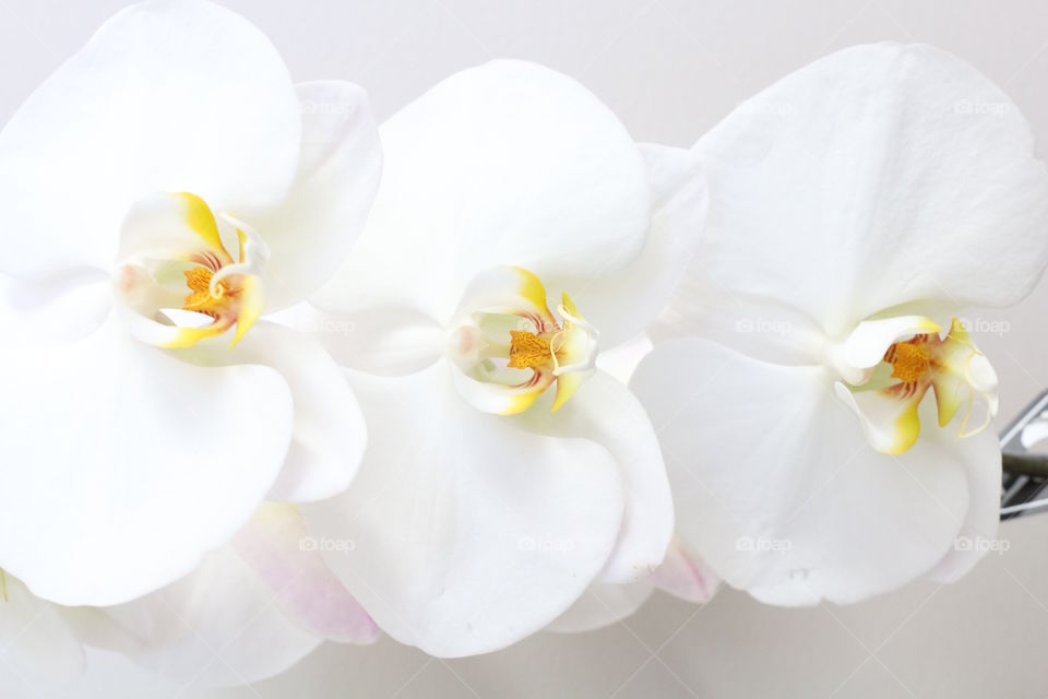 Orchids
