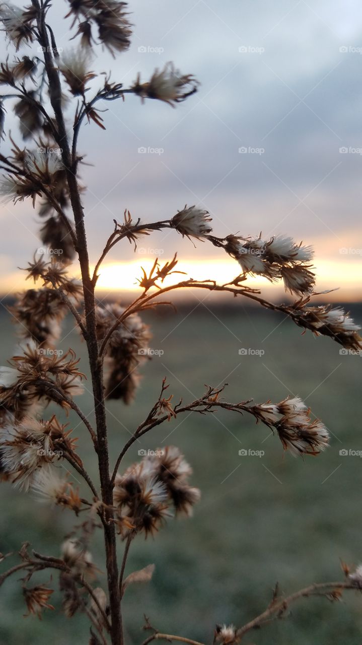 Nature, No Person, Flower, Outdoors, Sun