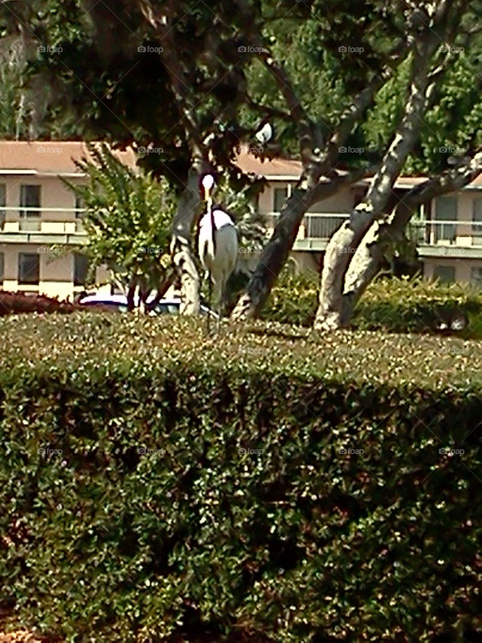 egret hanging out