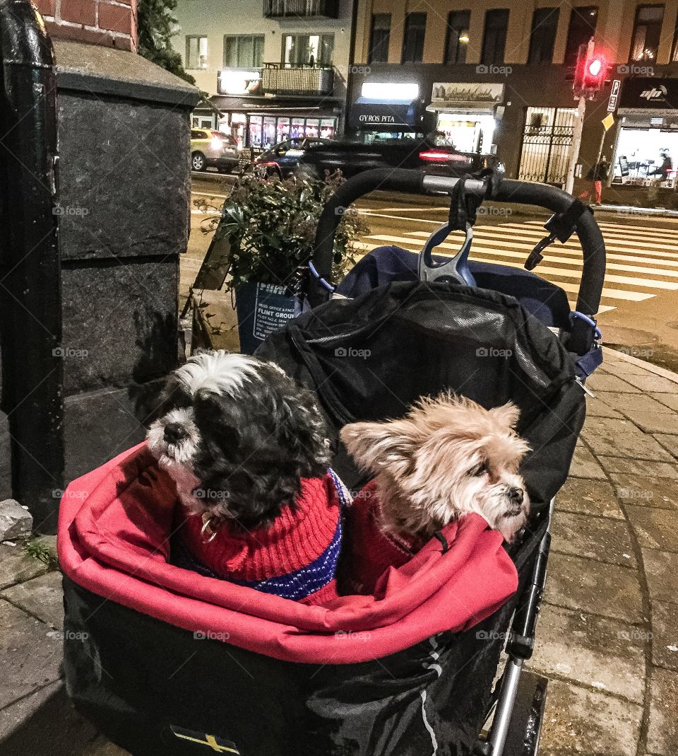 Best friends in a stroller 