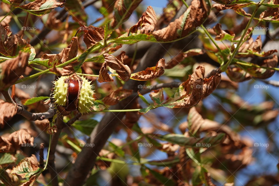 Close up of ripe chestnut in the branches.