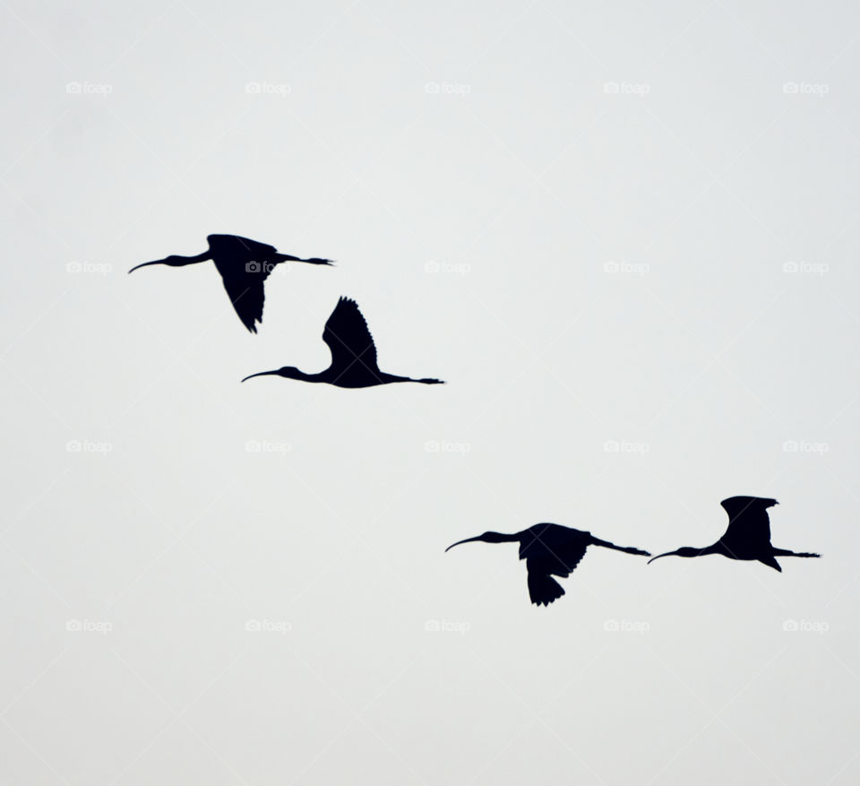 Bird photography  - Egret  pair