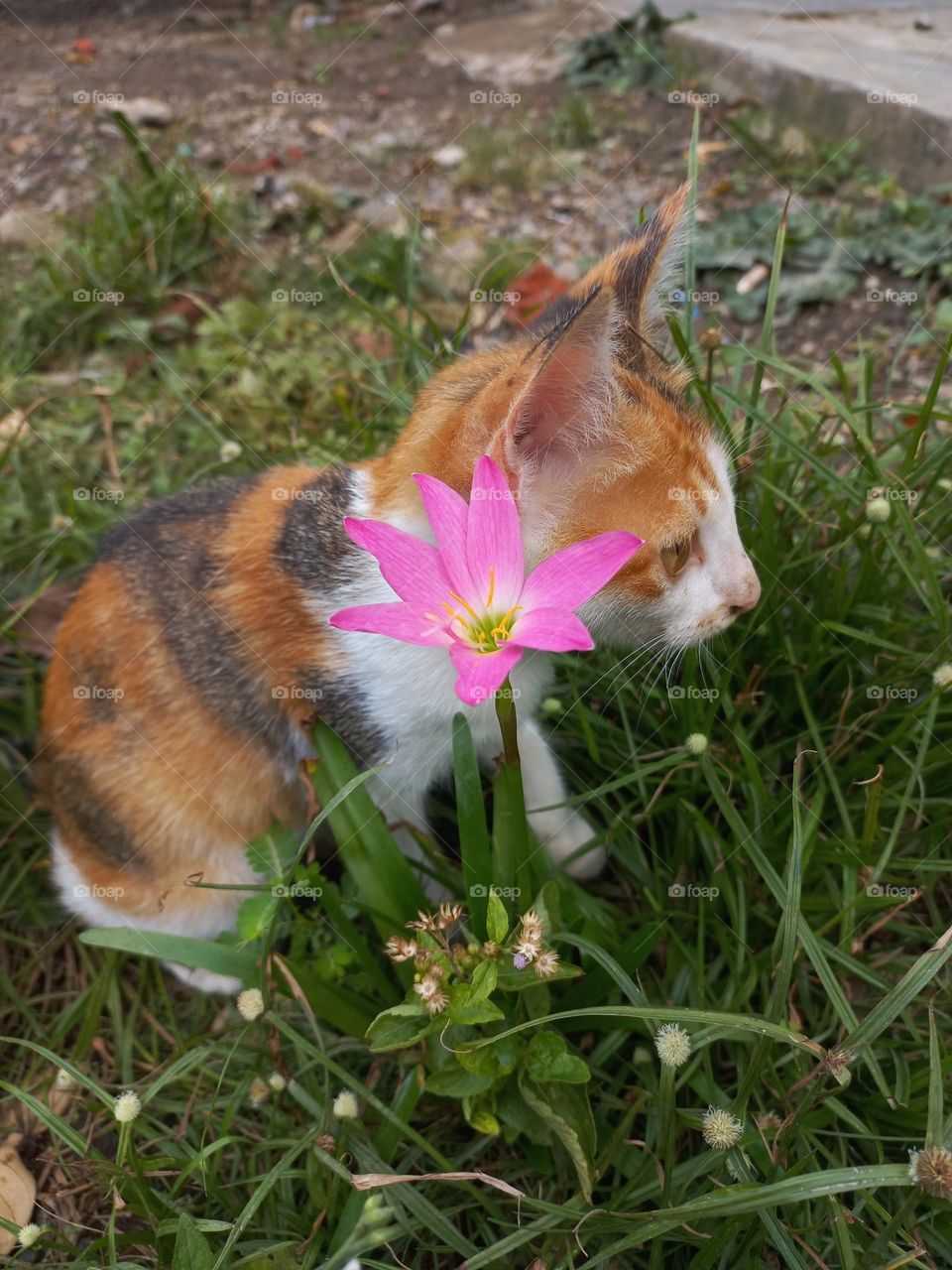 Cute kitten playing in the grass
