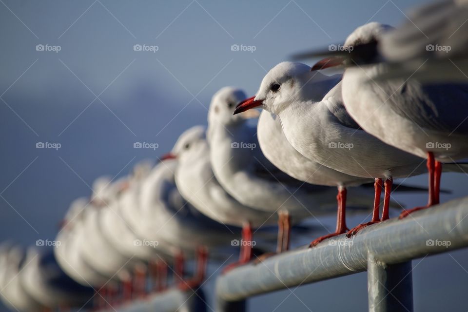 Birds sitting on railing