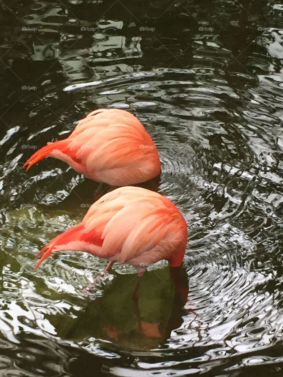 Flamingos with their heads underwater