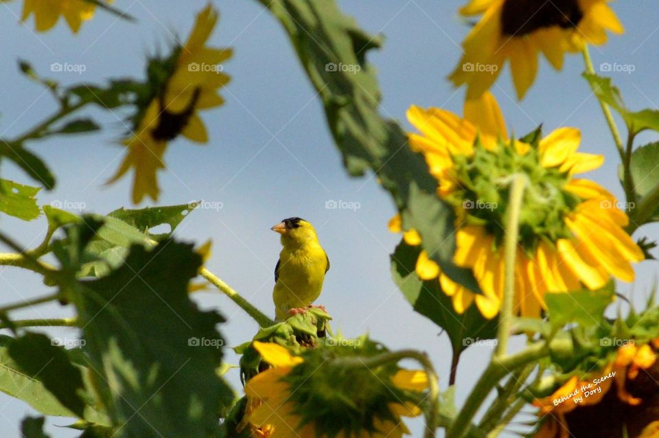 Goldfinch and sunflowers 