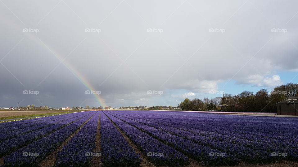 Field of lavender jacinthe in foreground with a rainbow in background, near Keukenhof, Netherlands