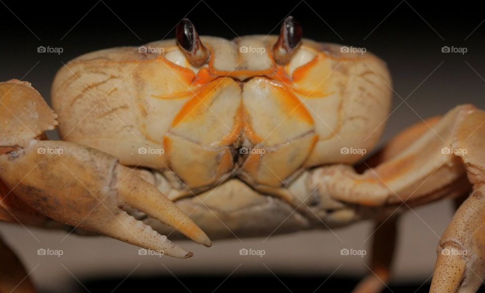 Close-up of a crab