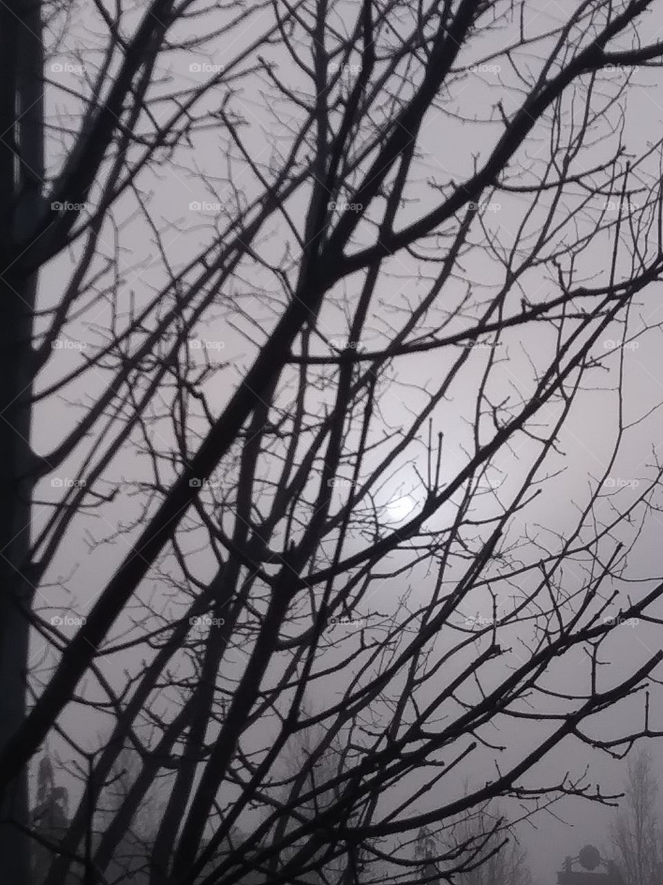 foggy sun through branches