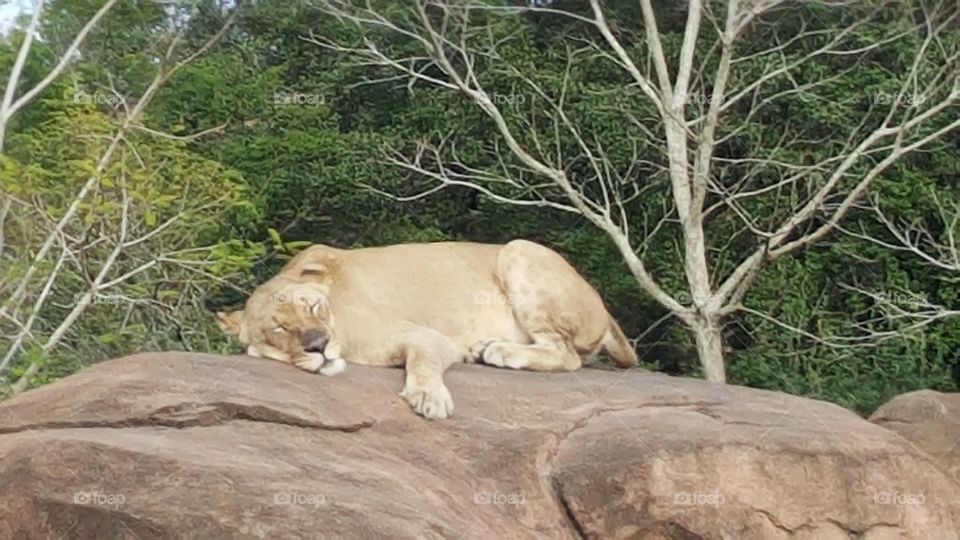 A lioness sleeps peacefully on her rock.