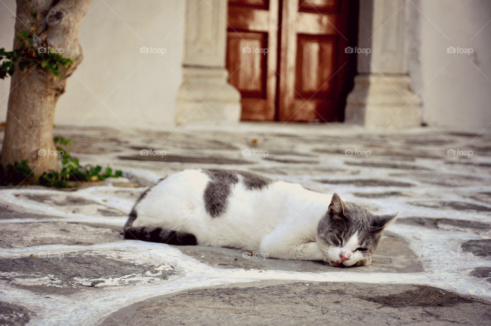 Catlife, relaxing! 
°•○●□ Paros, Greece.