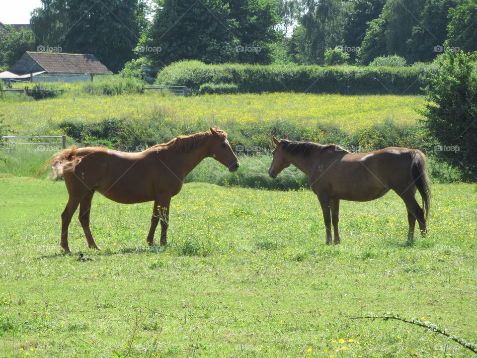 Horses in a field admiring each other🐴